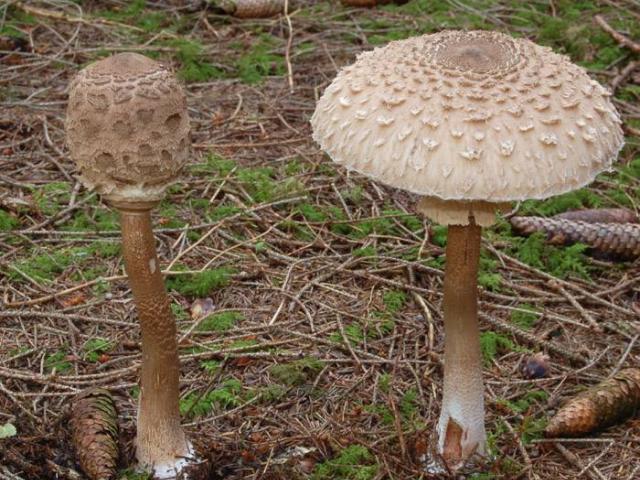 Как готовить грибы-зонтики - оригинальные идеи приготовления блюд на каждый день и на зиму Как выглядят молодые грибы зонтики
