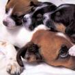 How to care for a puppy: all aspects from A to Z