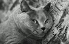 Britská kočka: popis plemene, charakter a rysy péče