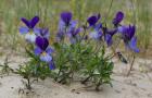Jakými květinami zasadit violy
