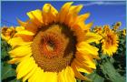 Jak pěstovat slunečnici v květináči Vyroste slunečnice ze semínka?